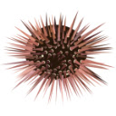 Tracking Token Stripper